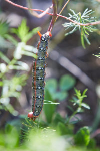 Spurge spinner, Malacosoma castrensis, caterpillar Spurge spinner, Malacosoma castrensis, caterpillar